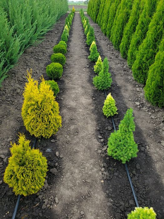 Туї смарагд, брабант, даніка, тедді, яливець, брю-арроу та інші