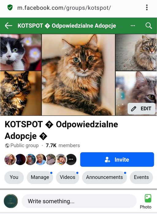 Koty w typie rasy syberyjskiej do adopcji