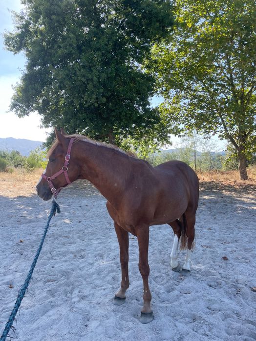 Vendo cavalo de desporto castrado