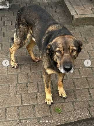 Помогите доброму псу.