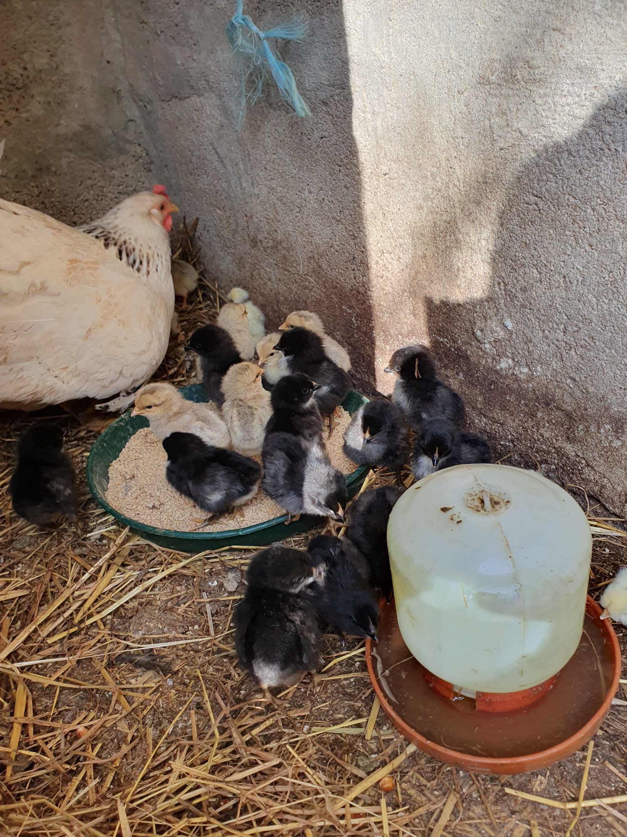 Pintos leghorn isabella e australorp