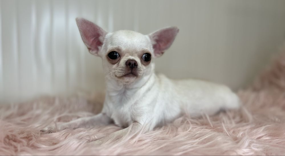 Chihuahua Femea Pequenina
