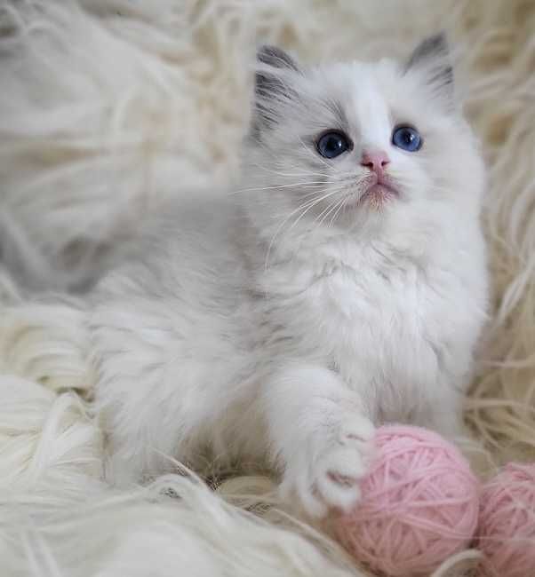 Koteczka Ragdoll z rodowodem WCF- koniec sierpnia