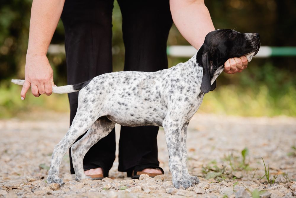 Wyżeł - wybitna suczka czeka na swojego człowieka | Wyżeł z Owernii |