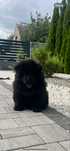 Chow chow czarny piesek