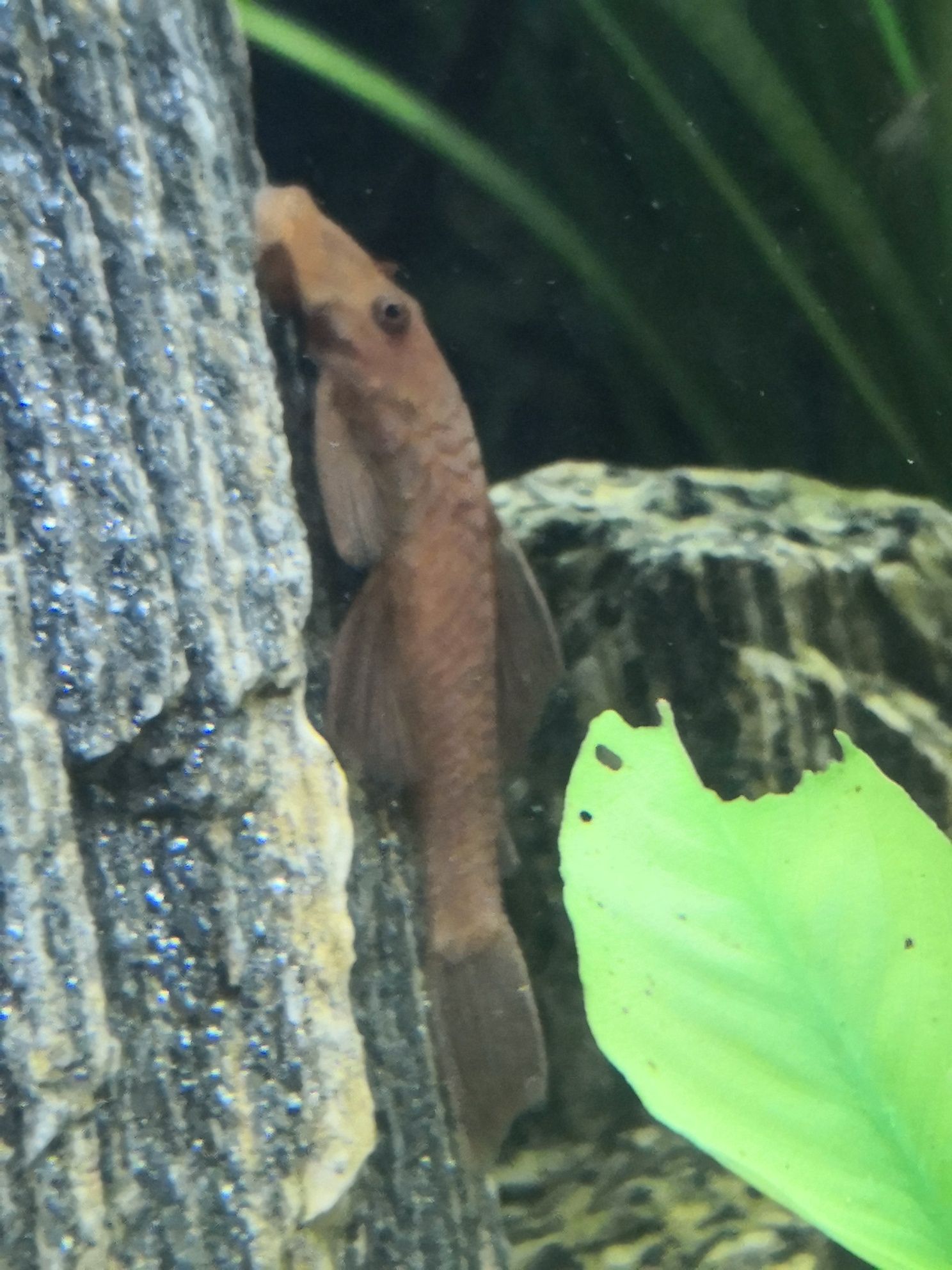 Glonojad/Zbrojnik RED samice