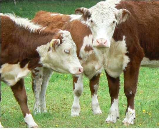 Bydło jałówki byczki mięsne ekologiczne wolny wybieg
