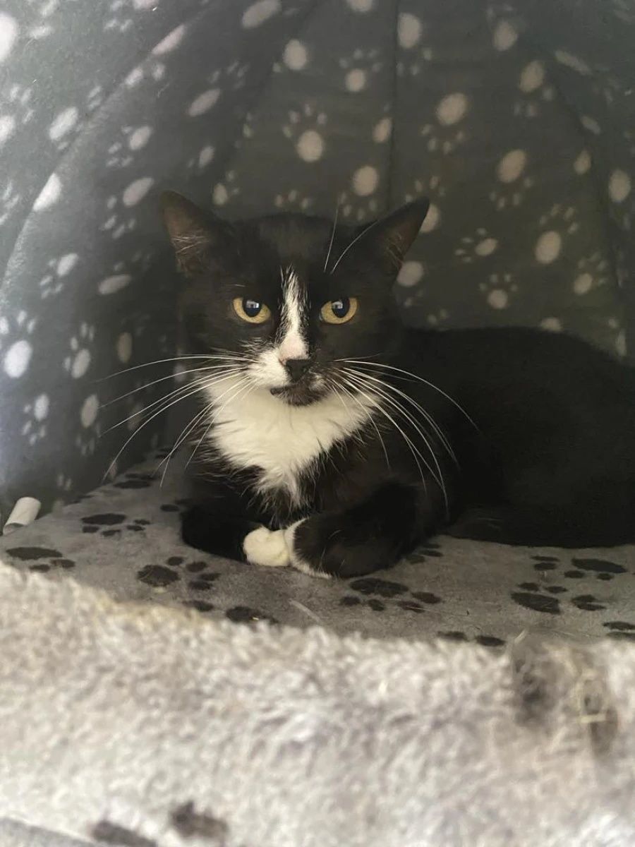 Kotka Greta do adopcji!