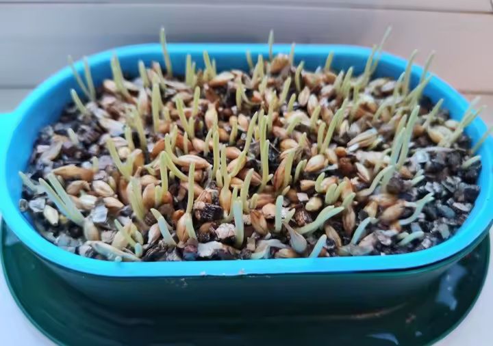 Germinador hidropónico erva para gatos