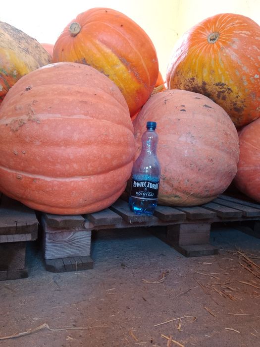 Promocja! Dynie bez nawozu i oprysku