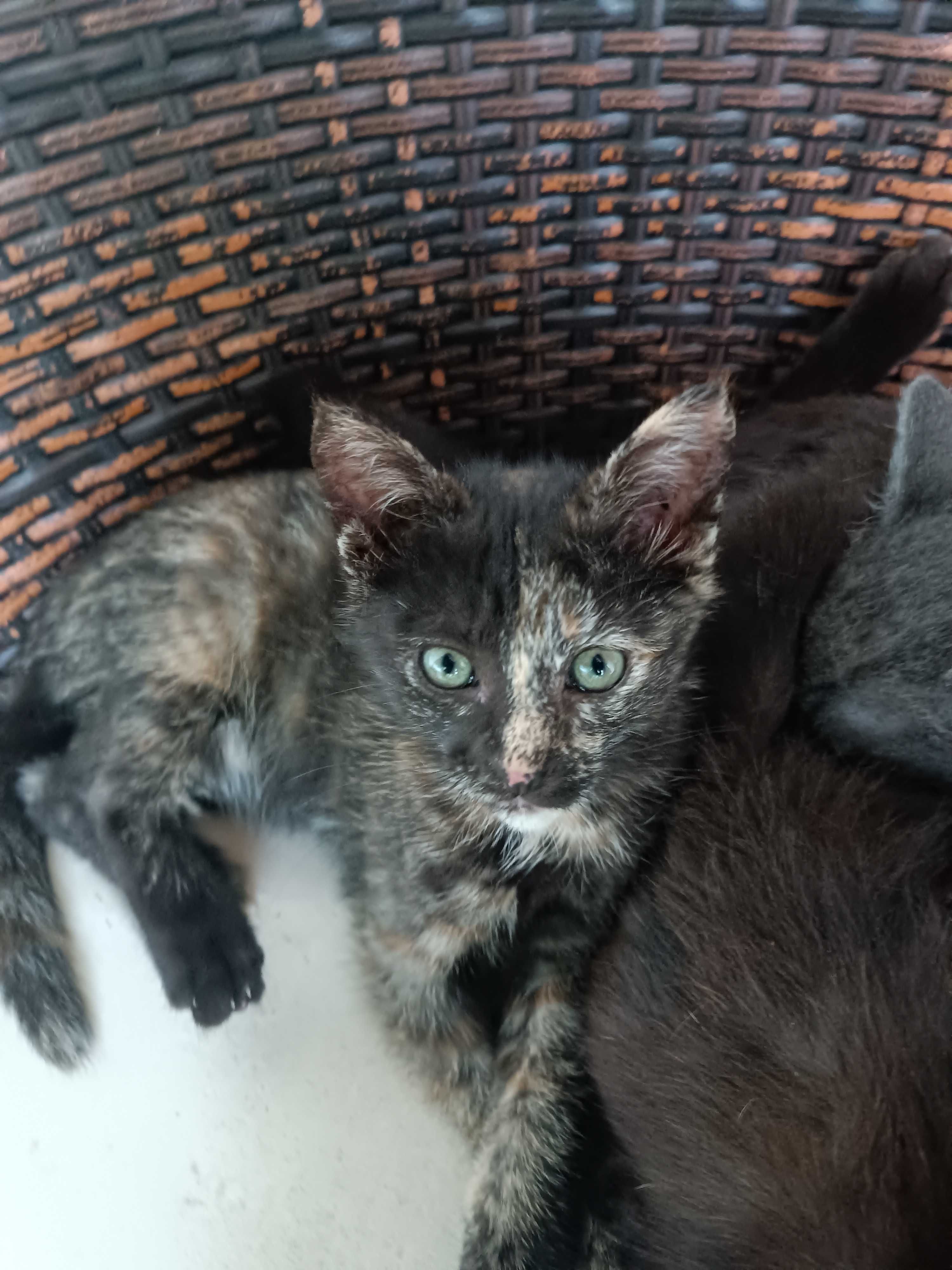 Dá se gatinhos bebés
