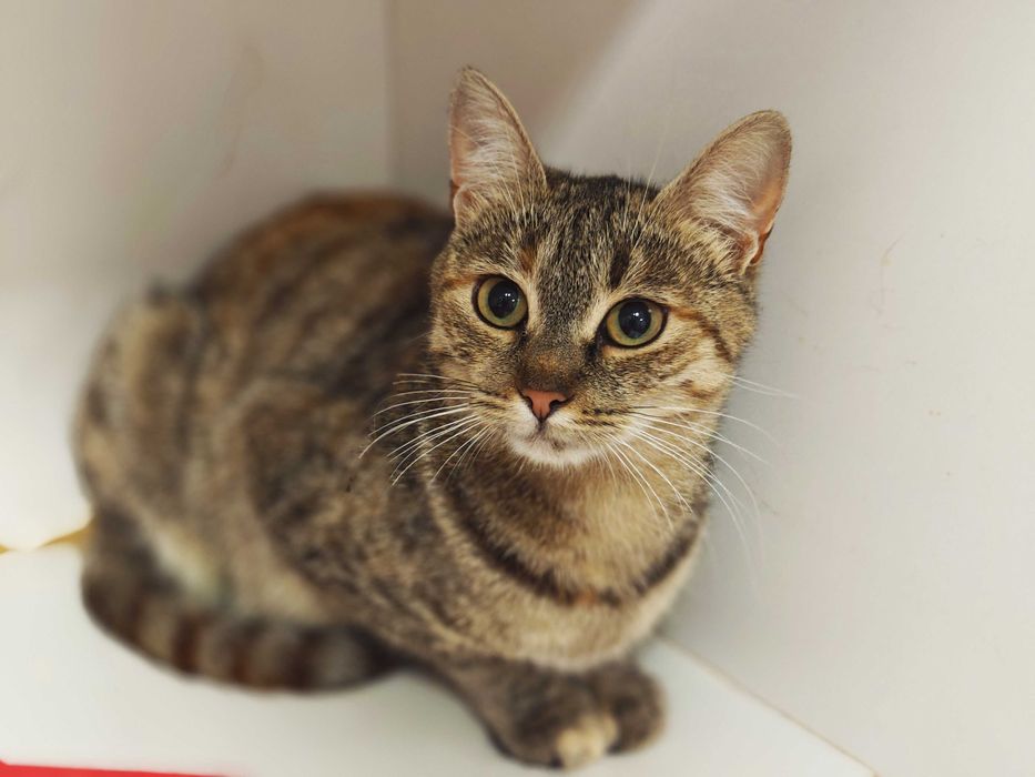 Заберіть Жасмін додому,будь ласка, це її останній шанс! Кішка 10 міс