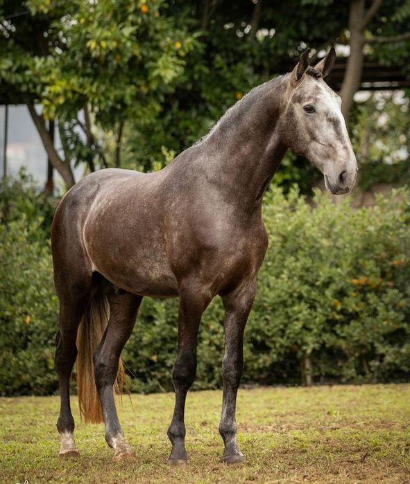Vendo Cavalo PSL