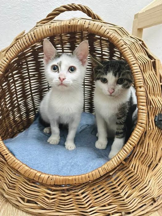 Kociaki szukają domku