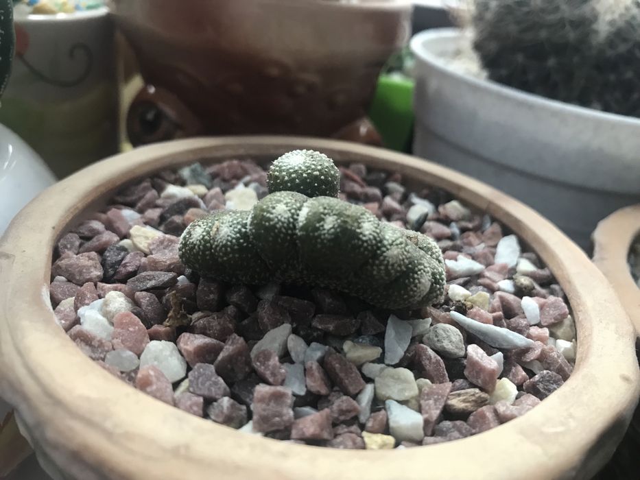 Кактус Блосфельдія Blossfeldia щеплений