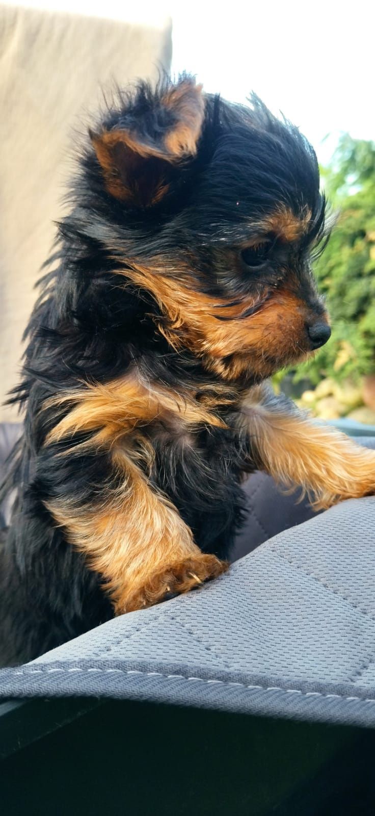 Yorkshire Terrier.