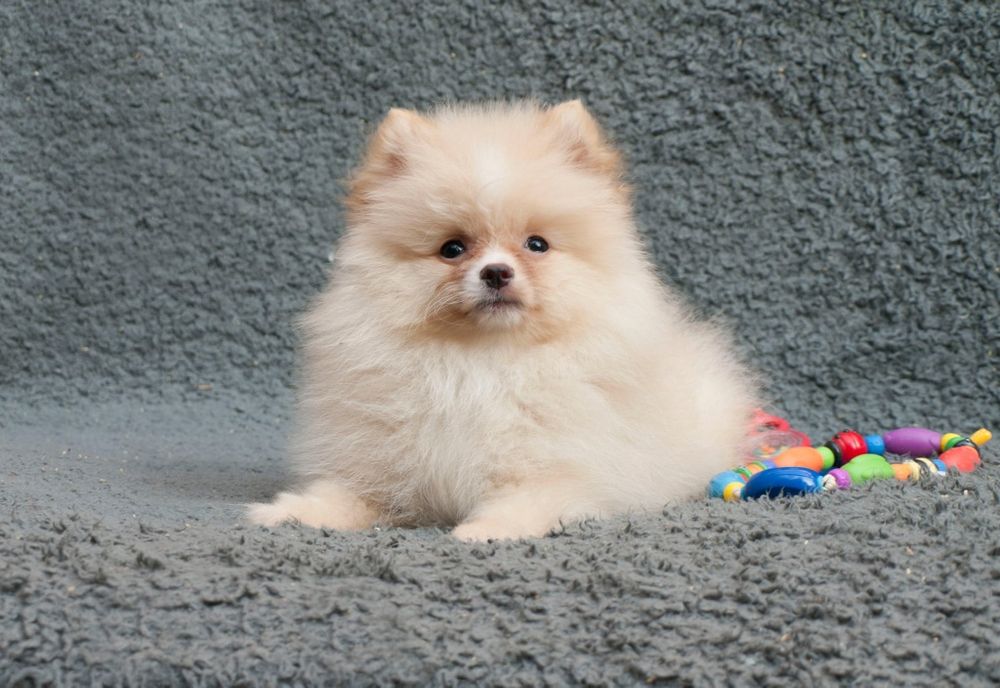 Померанський шпіц, повністю щеплений