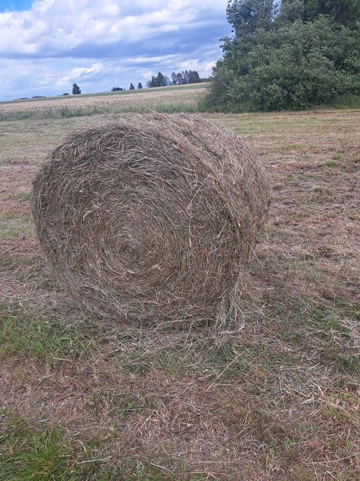 Siano suche pachnące duże bele
