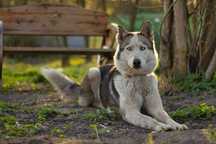 Makrella, śliczna, aktywna suczka husky szuka domu