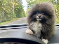 Pomeranian - Szpic Miniaturowy