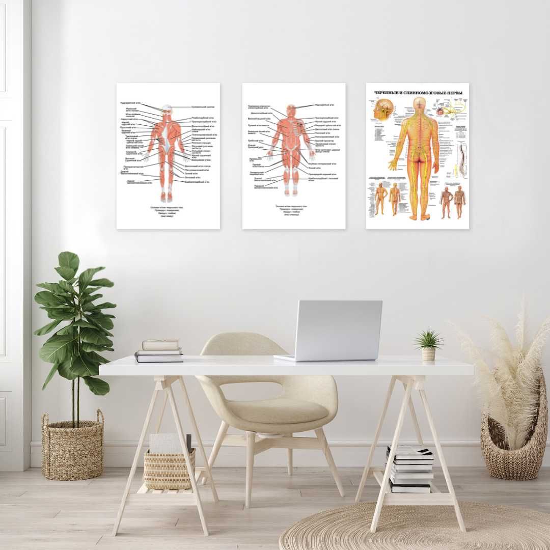 Постери плакати анатомія медицина організм кістки тіло