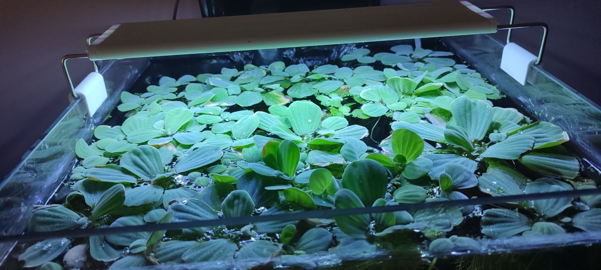 Pistia wodna do akwarium