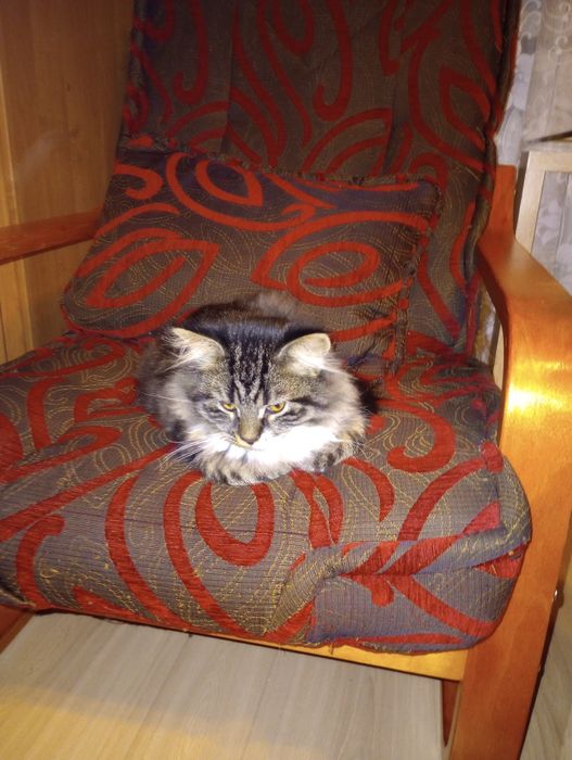 Kocurek syberyjski neva masquerade z rodowodem