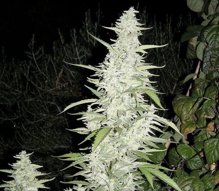 30szt Maroc Pełnosezonowe Nasiona Marihuany Outdoor THC