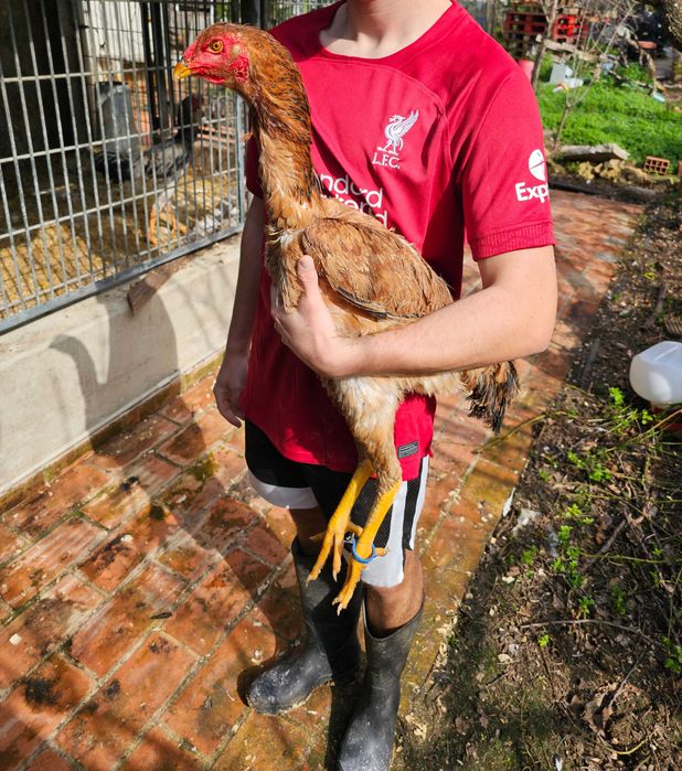Indio Gigante Brasileiro