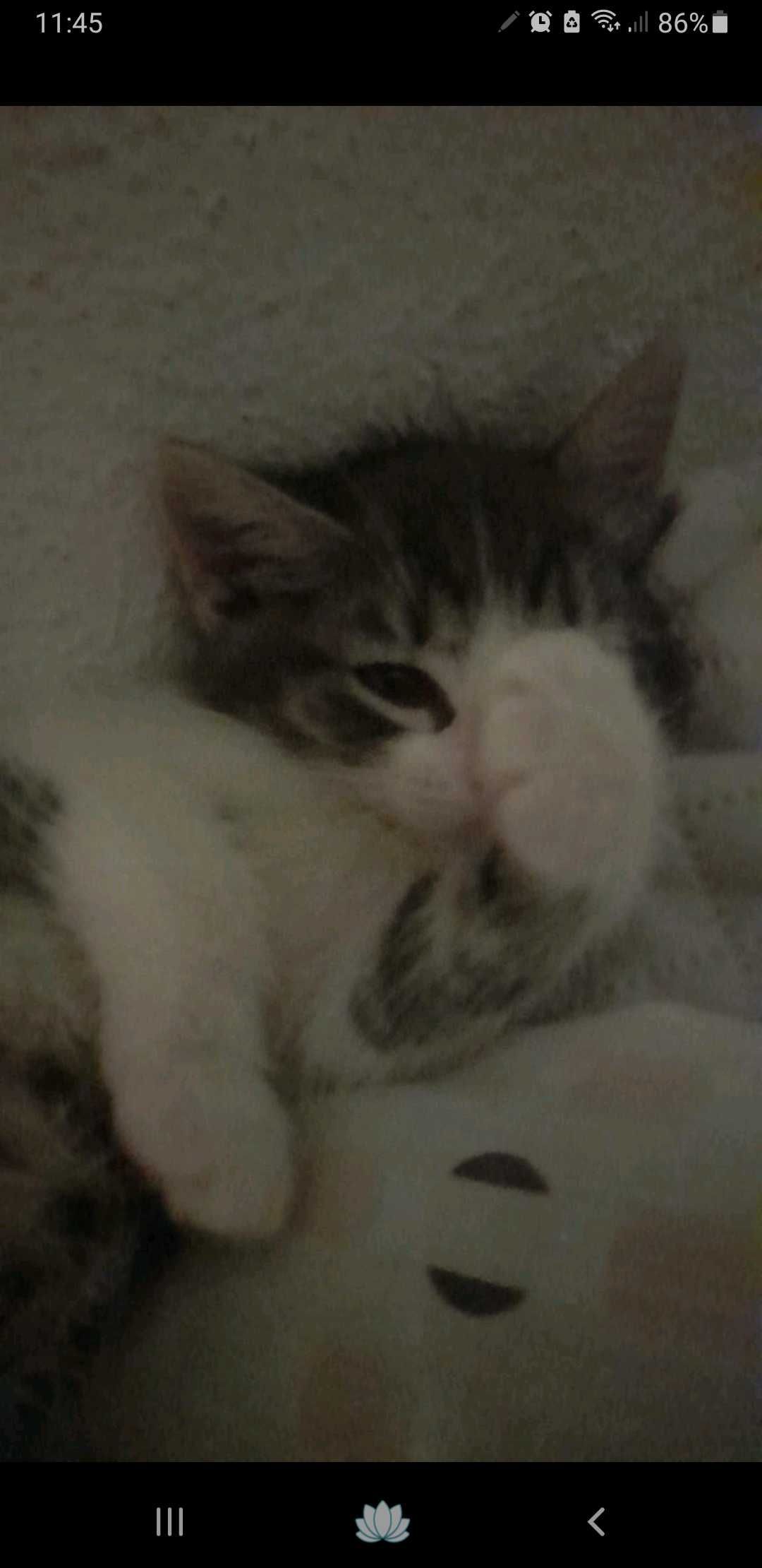 Gato om cerca de 2 meses para adoção