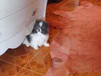 Spitz Alemão Anão/ Lulu da Pomerânia  FEMEA BRANCA E AZUL  LOP e AFIXO