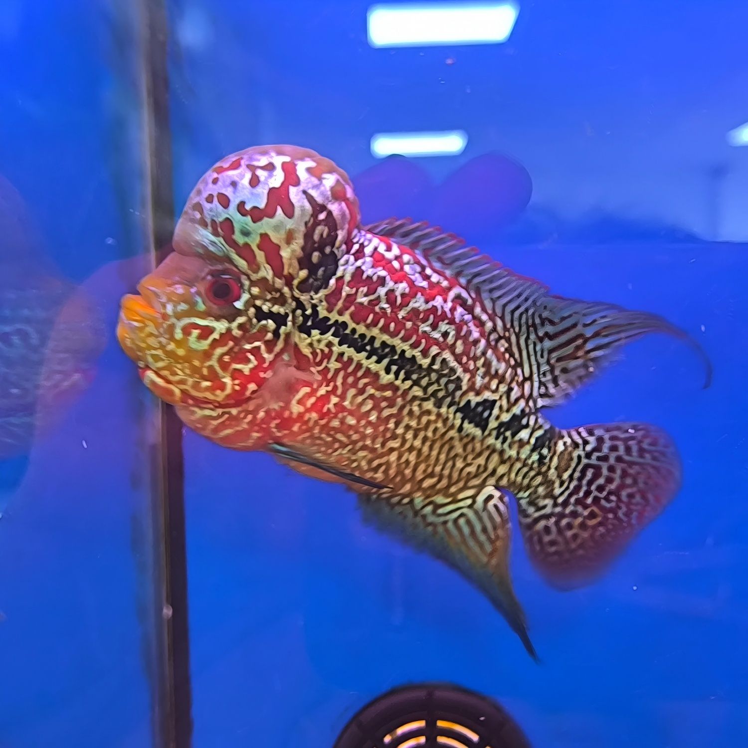 Flower Horn King Kamfa
