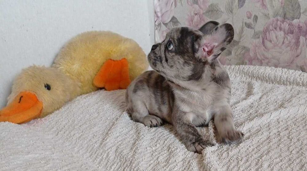 Мальчики французский бульдог.