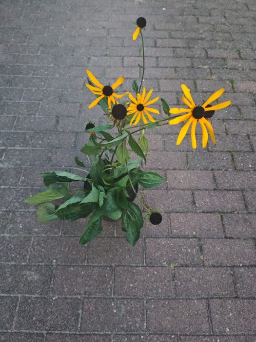 Rudbekia błyskotliwa C3 wyprzedaż