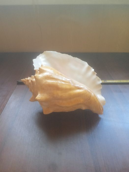 Ракушка правильной формы в идеальном состоянии СРОЧНО ТОРГ
