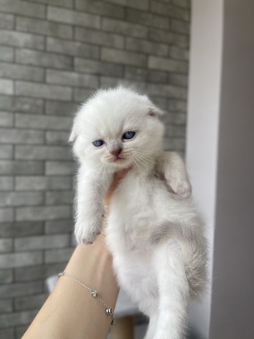 Кошенята прямовухі, висловухі шотландці, блю поінт, голубі очі
