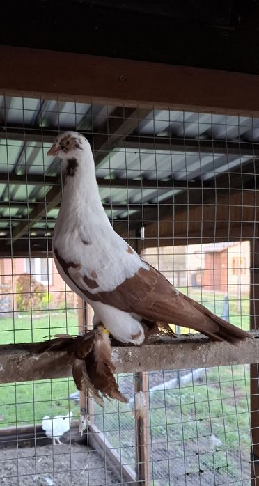 Widyn pary i młodzież.