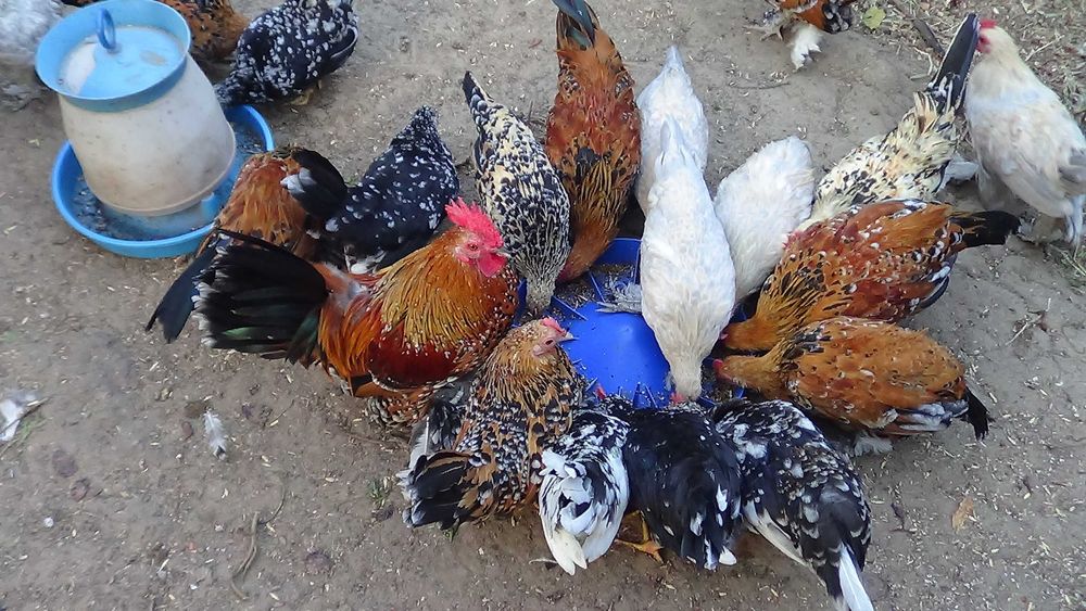 кури карликові. мільфльор