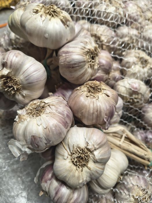 Czosnek Harnaś pęczki 10szt