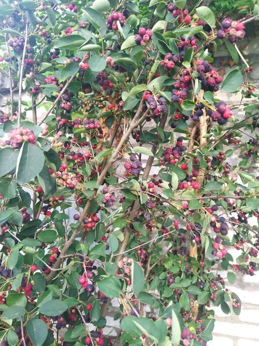 гумі актинідія маракуя ірга чекалкін горіх