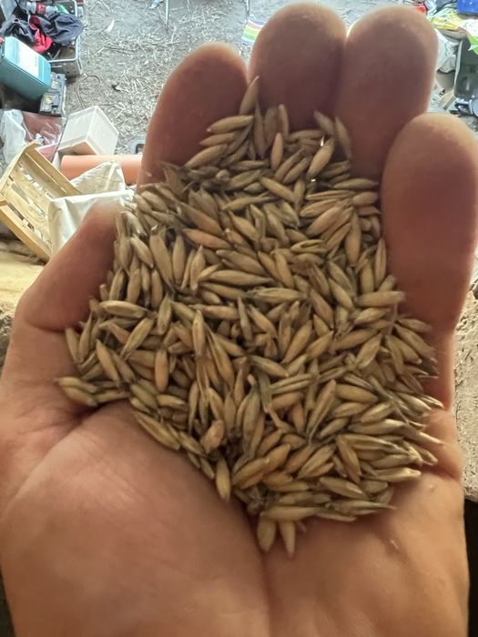 Owies ozimy, do siewu. Sprzedam!