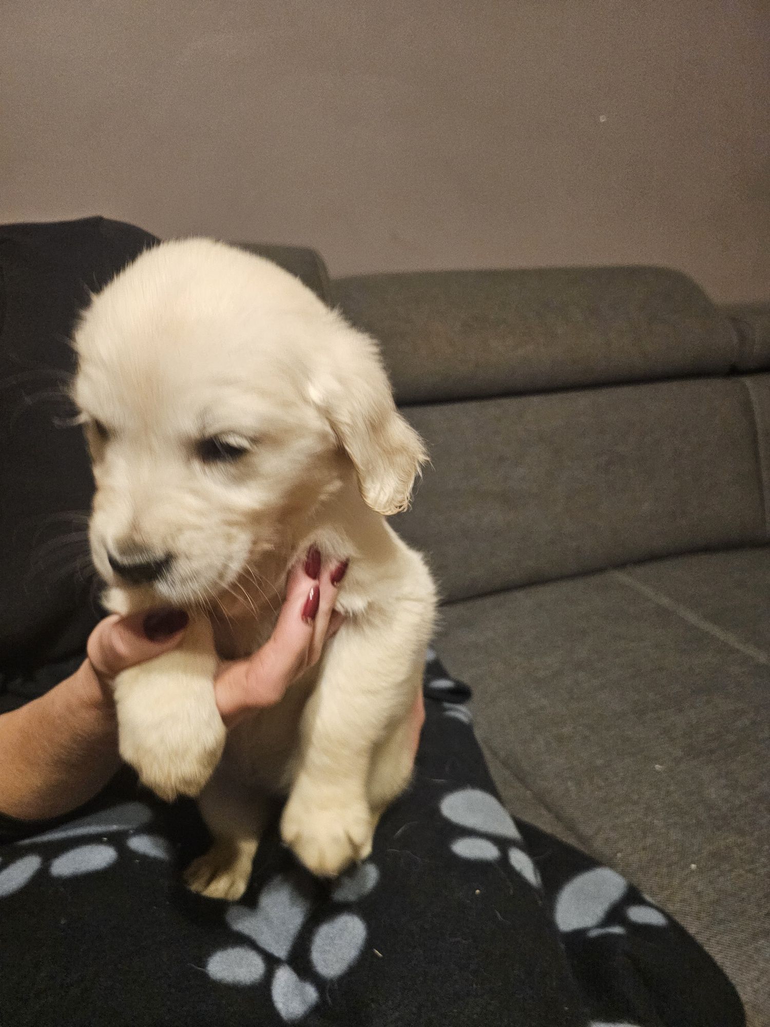 Golden retriever szczeniak