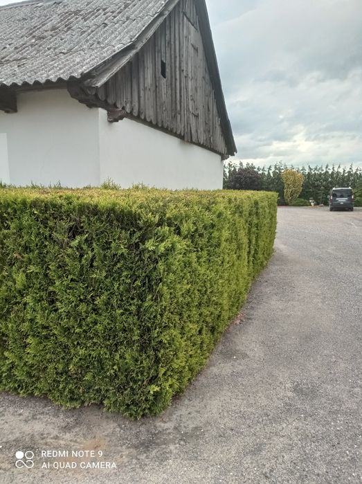 Tthuja Kórnik 3  ok.80 cm.