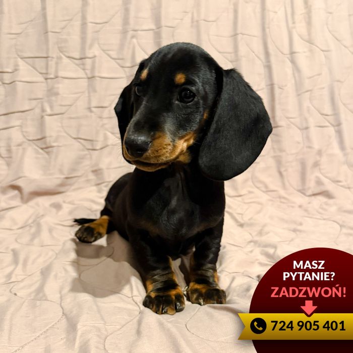 ^^(piesek) jamnik czarny podpalany^^