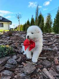 Nelly - przytulanka - samoyed - FCI