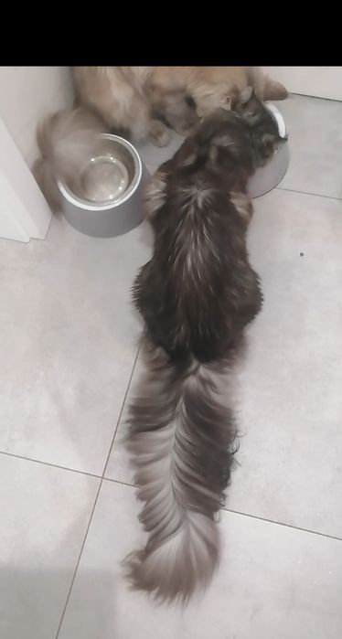Kilan kocurek Maine coon