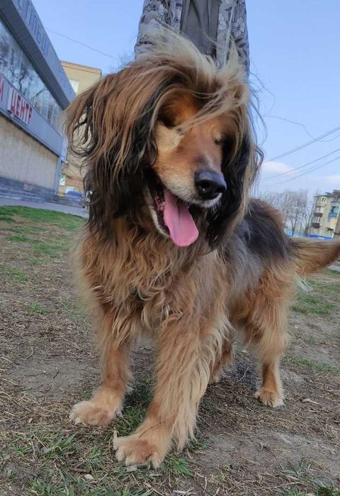 Особенный пёсик Бахмут-великолепный красавец. Собака СУПЕР!