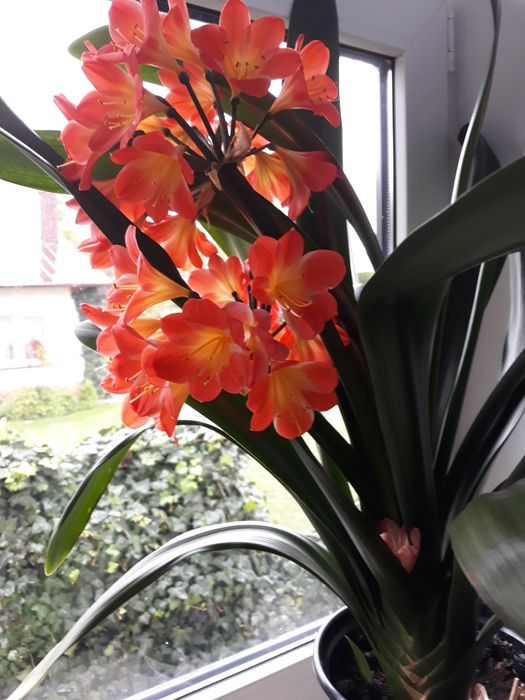 Cliwia.Kliwia kwiat doniczkowy .