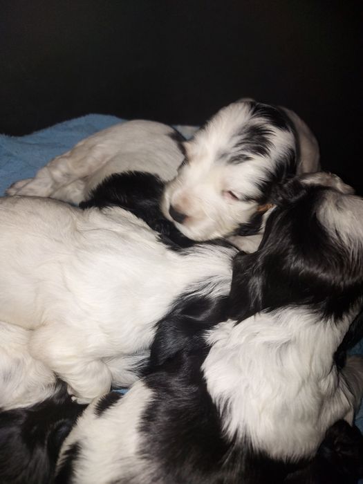 Cocker spaniel angielski