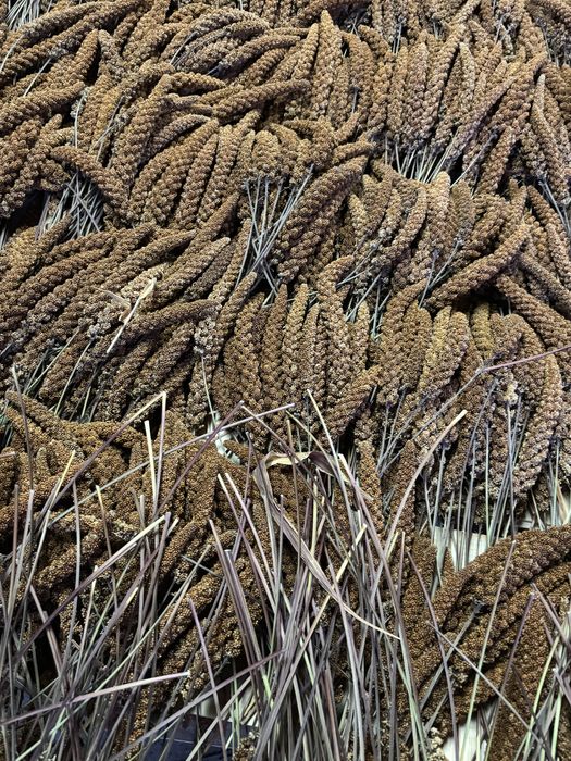 Proso seneglaskie w klosach